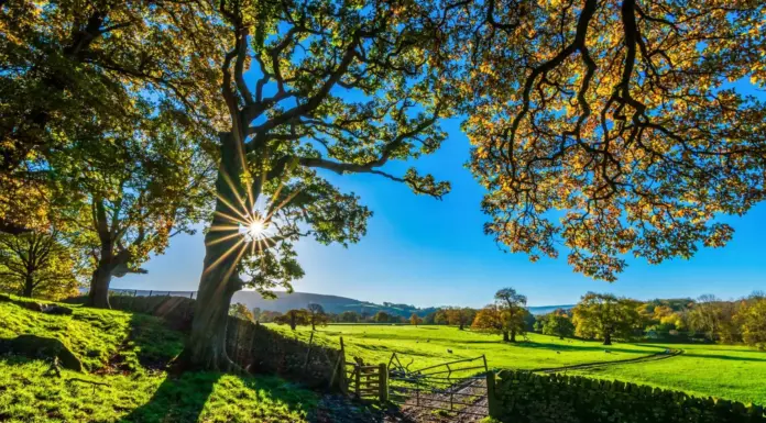 盆景植物的病虫害防治